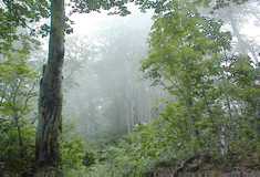 ブナの大木が幽玄な雰囲気の５合目、通称ブナ平
